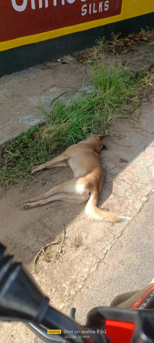 Killed two dogs in thiruvalla kavumbhagaom , kerala. This is what happening here <a href="/CMOKerala/">CMO Kerala</a>  <a href="/TheKeralaPolice/">Kerala Police</a> <a href="/Manekagandhibjp/">Maneka Sanjay Gandhi</a> <a href="/PetaIndia/">PETA India</a> this picture is today's picture. There are so many stray dogs are getting poisoned her e  #straydog #killing #poisoning