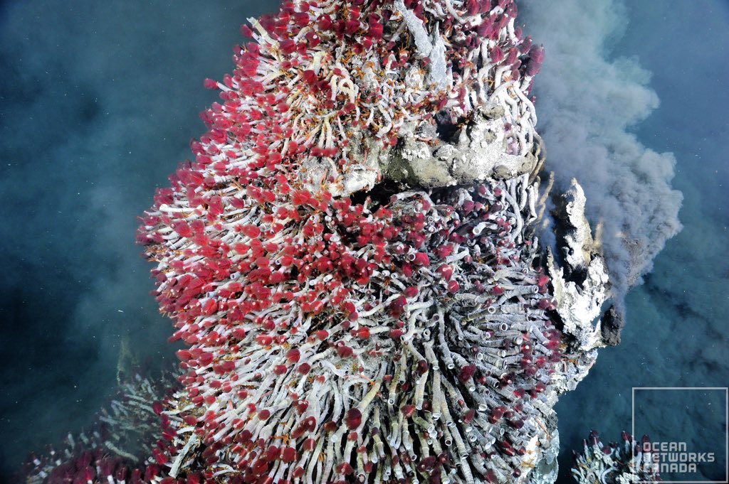 E/V Nautilus tweet media