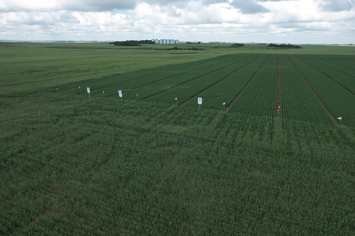 Zachary McLane tweet media