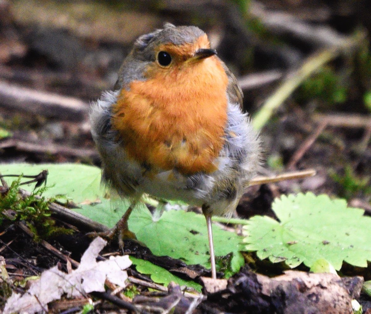 Another little cutie from yesterday was this dear little robin. Quite small and although not showing it barely had any tail feathers. Possibly an early hatch from the Spring already achieved it's red breast. #robins #birds #NaturePhotography