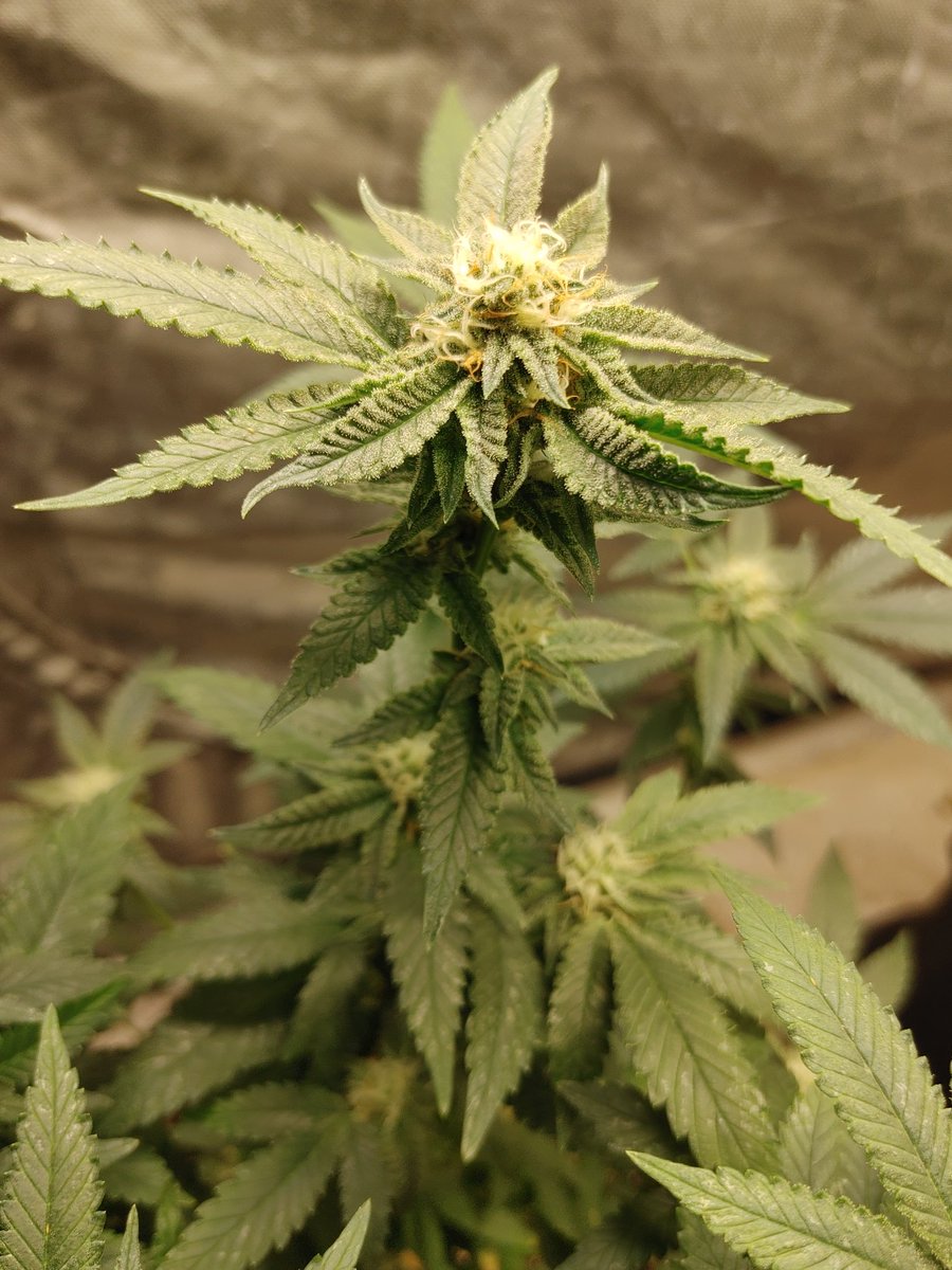 SaiyanLettuce tweet media