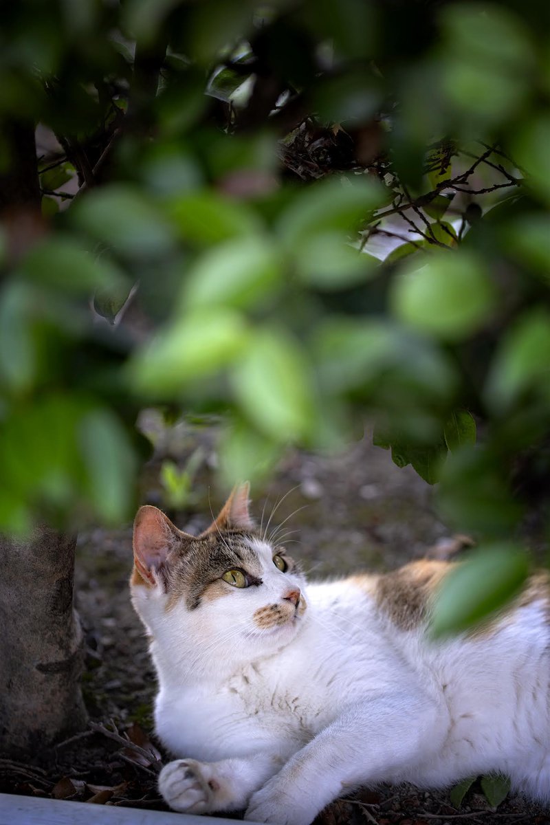 ArukasFoto's tweet photo. 道の駅 童謡のふる里おおとね
#マイタムロンレンズ
#加須市
#タムキュー
#F017
#猫
#猫写真
#野良猫
#alleycats
#alleycat
#straycats
#straycat
#streetcats
#japancamera_photo https://t.co/NCEj7JNth7