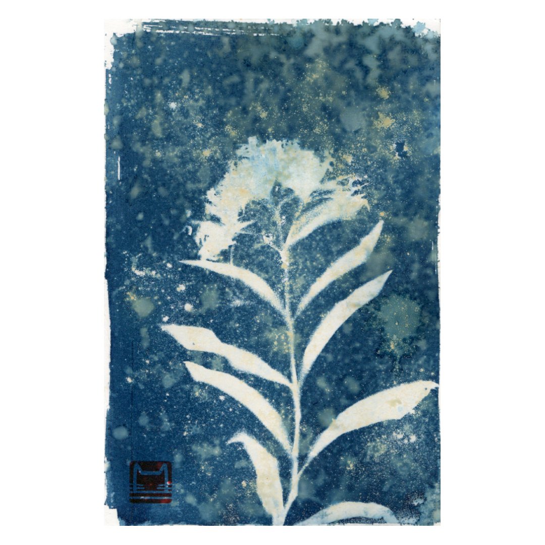 Dianthus barbatus | Гвоздики бородаті
2022, ціанотипія, 24×16 см
.
#Cyanotype #Cianotipia #УкрАрт #УкрАртПідтримка #Ціанотипія #Цианотипія