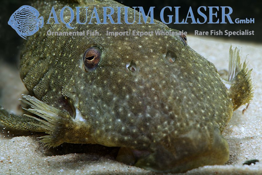 aquariumglaser's tweet photo. #Baryancistrus #xanthellus #L81c #SaoFelix
find more details and pics @ https://t.co/kgExUnuDLM https://t.co/spcNXnaUC1
