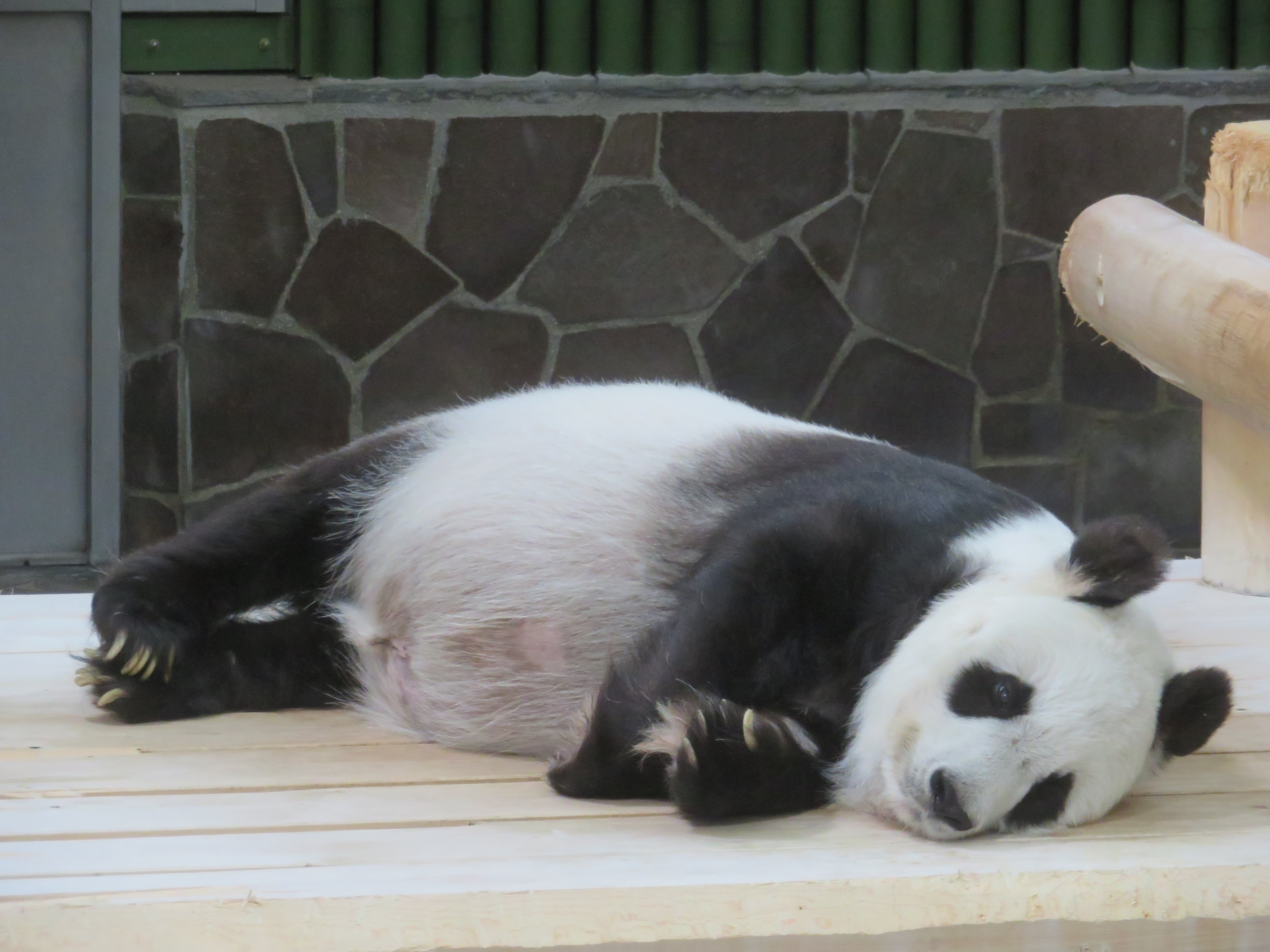 新作揃え ☆ヒステリックグラマー/JELLY FISH/山本ヨーコ/yoko doll