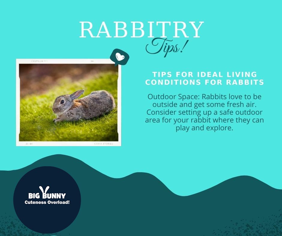 bigbunny2023's tweet image. Rabbitry Tips!
Outdoor Space: Rabbits love to be outside and get some fresh air. Consider setting up a safe outdoor area for your rabbit where they can play and explore.
#RabbitBreeding
#RabbitBreeders
#Rabbitry
#RabbitHusbandry
#RabbitGenetics
#BunnyBreeding
#RabbitShow
