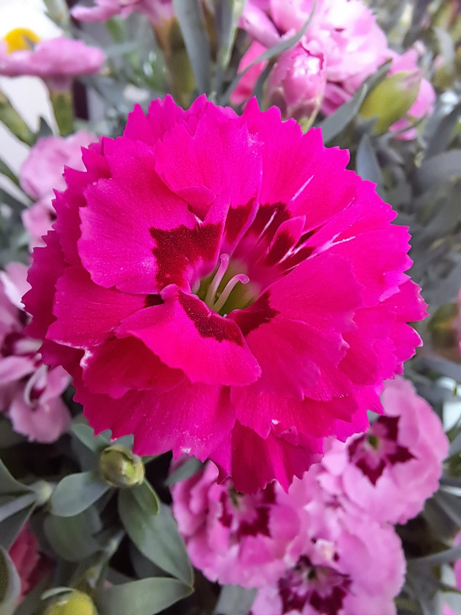 Happy #FlowersOnFriday
Dianthus merrily flowering away on my balcony 💕