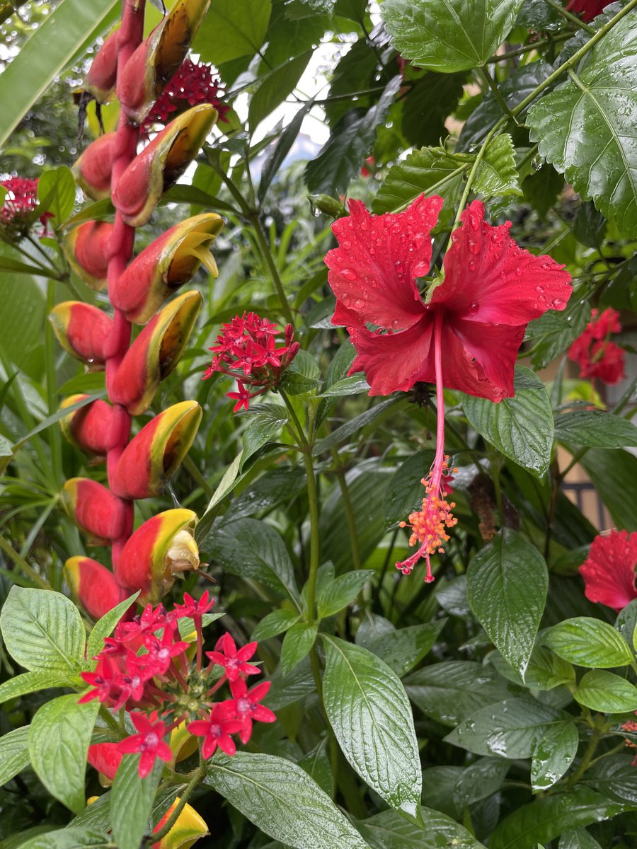 Pretty raindrops 🌧️ enhance the how gorgeous nature is.
#Heliconia #Hibiscus
#Pokhara