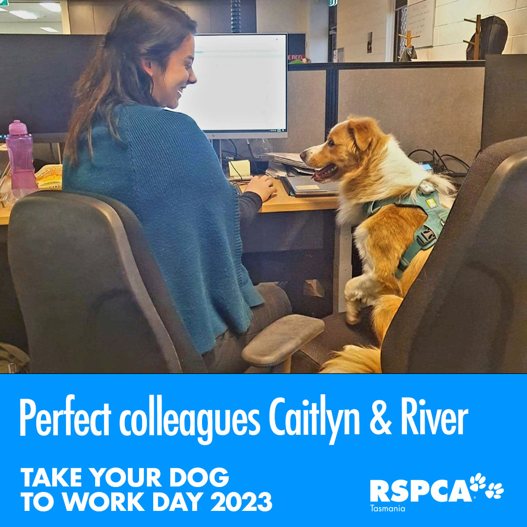 We had lots of entries in our #takeyourdogtoworkday photo call. Winner: Hard workers Caitlyn & River taking a quick break to share a joke.
We love your expressions! Well done River!
#takeyourdogtoworkday