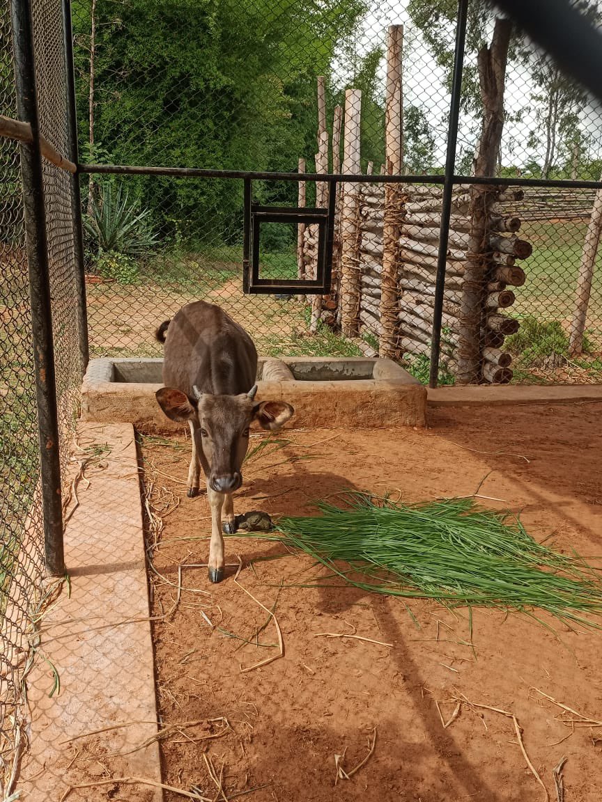 ZKarnataka's tweet photo. Gaur calf today https://t.co/H6JkGsRM0W
