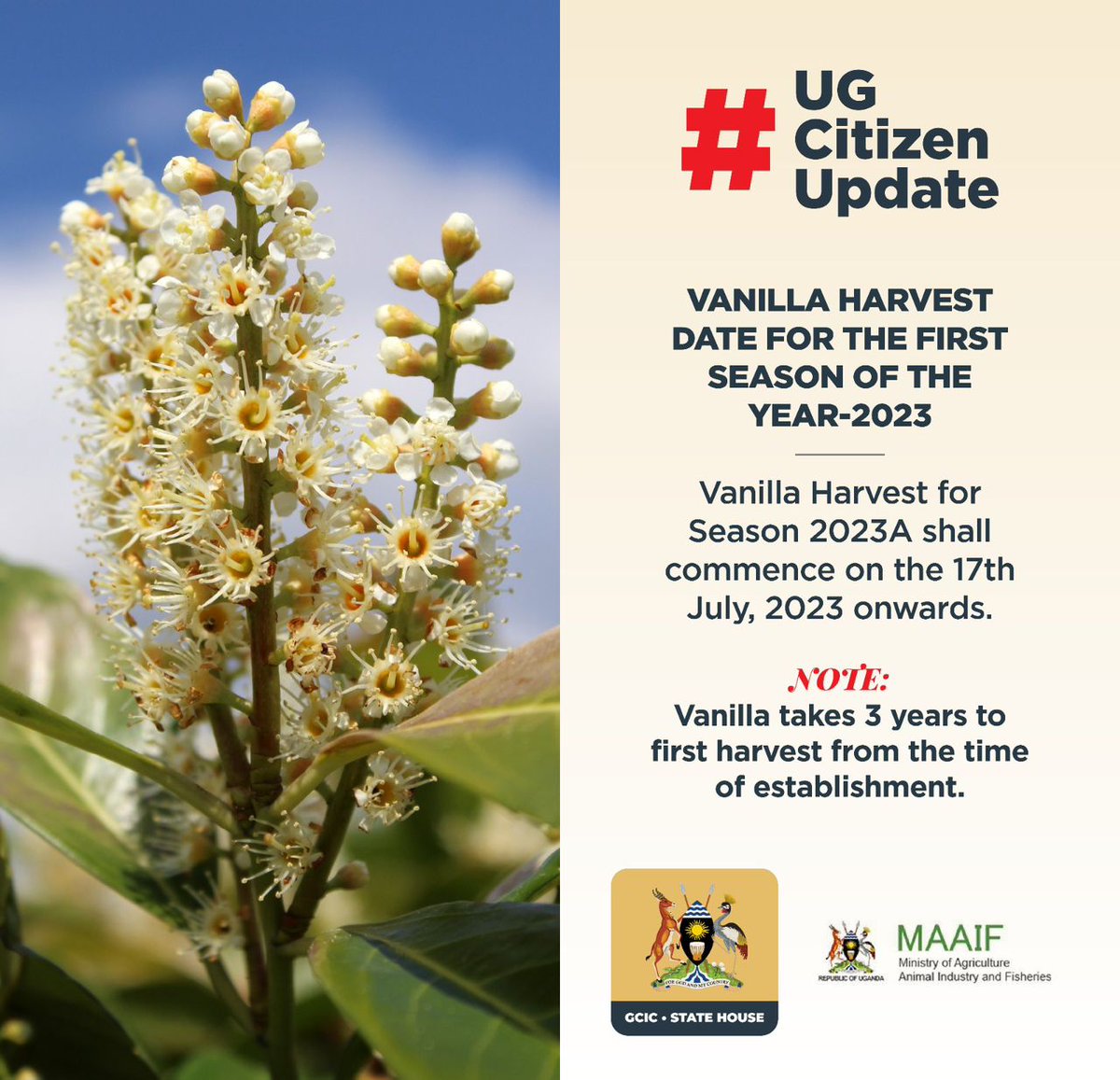 🌱🌼 Vanilla farmers in Uganda, mark your calendars! The first season of Vanilla Harvest for 2023 will begin on July 17th, 2023. According to @ugandaexports , Uganda exported 89.038 tonnes of cured vanilla worth $8.33m by March, 2023. 🌿🍃 #agriculture @FrankTumwebazek