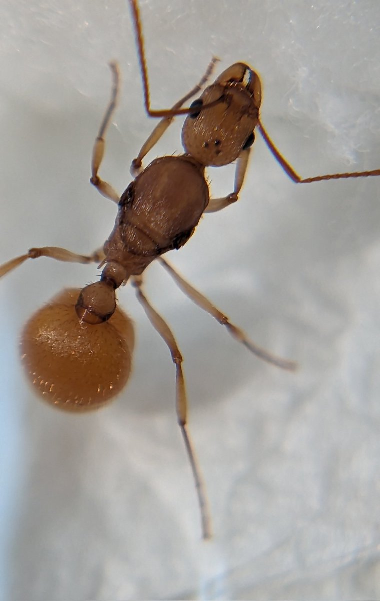 CicadaFun's tweet photo. Aphaenogaster floridana from Ocala! https://t.co/ewdthEH2UP