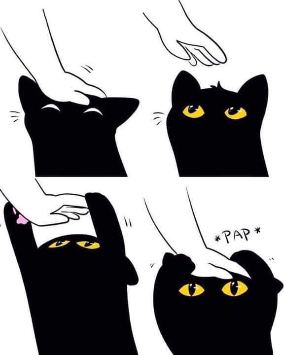 janephatx's tweet photo. 🐈‍⬛ https://t.co/0EpPJDkgQ2