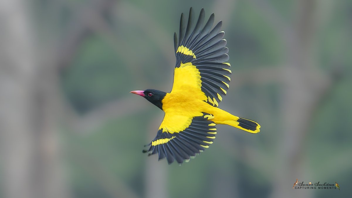 Black hooded Oriole
#birdphotography #BirdsSeenIn2023 #BBCWildlifePOTD #birdwatching #BirdsOfTwitter #IndiAves #nature #birdphotography #ThePhotoHour #BBCWildlifePOTD #BirdsofIndia #birdwatching #twitterbirds #birdpics #rongtong #indianbirds #birdsinflight #blackhoodedoriole