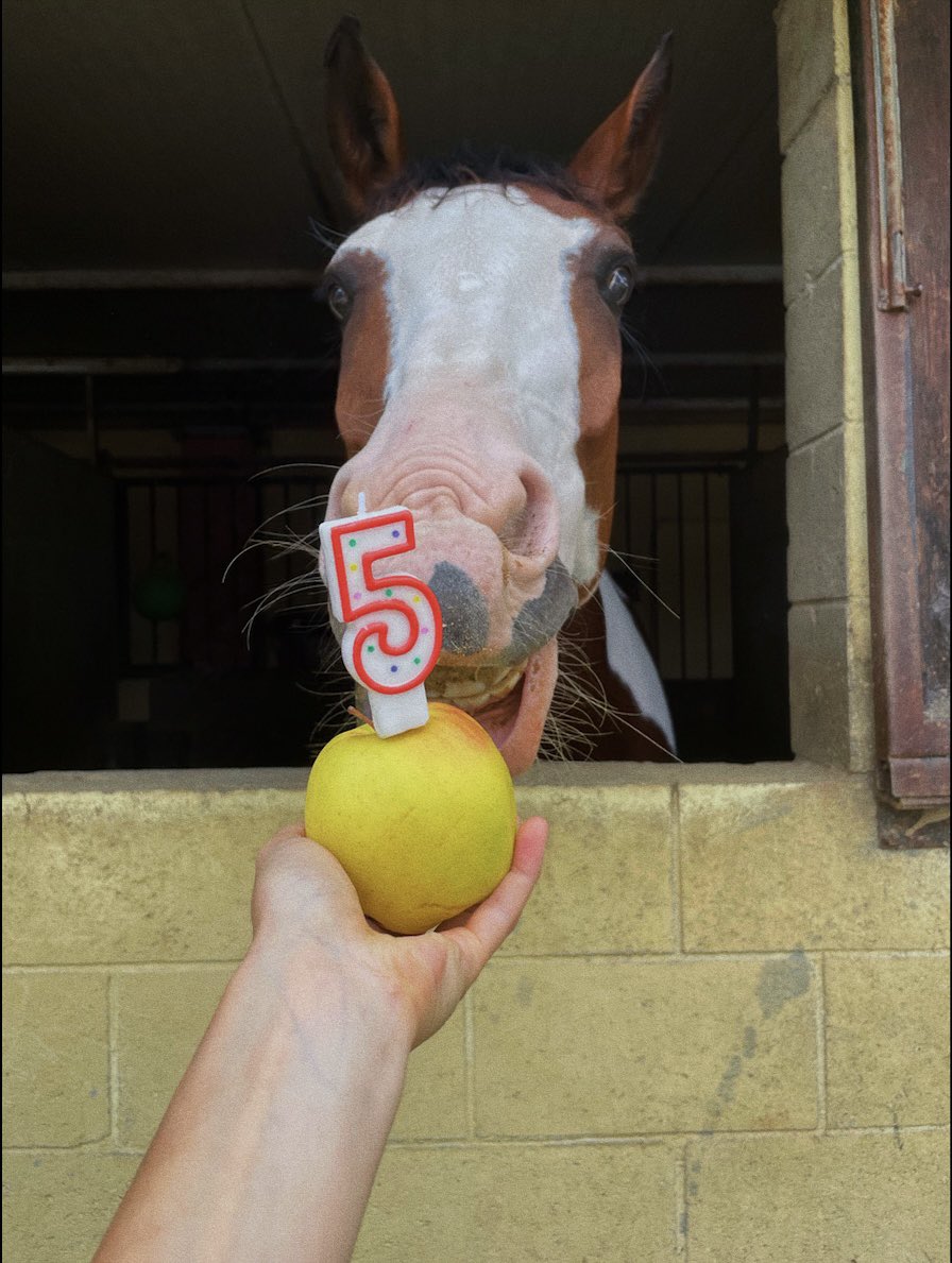 lotzofcaity's tweet photo. back on twitter just to share these pics of my horse bc the other day was her birthday and  she looks cute af 🥹🤏🏼 https://t.co/DyRNmGlHa4