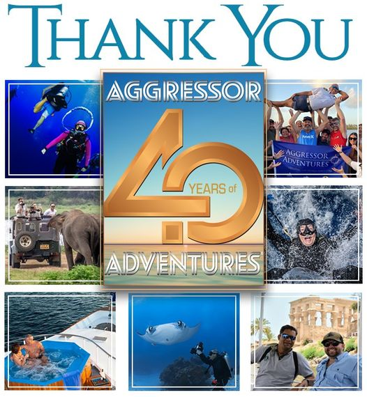 Diveguidecom's tweet photo. Aggressor Liveaboards - Thank You For 40 Years &amp; Celebrate With 40% Savings @ https://t.co/qzSupcR4Jv

More Liveaboard Specials @ https://t.co/yXRyOQIyo7 https://t.co/w8BflnI4Vl