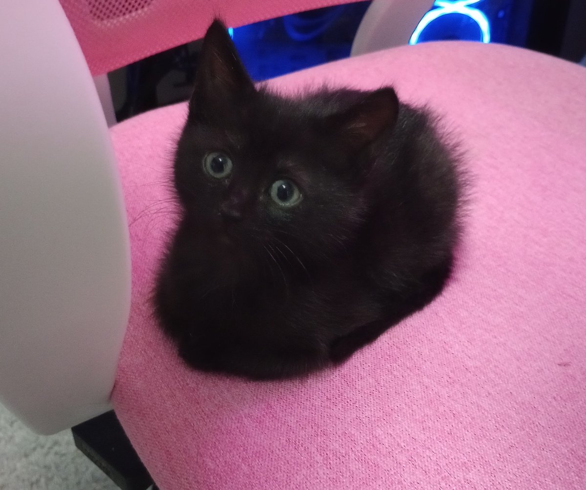 CagleCats's tweet photo. Lil shadow peep https://t.co/c3KYbsEQfp
