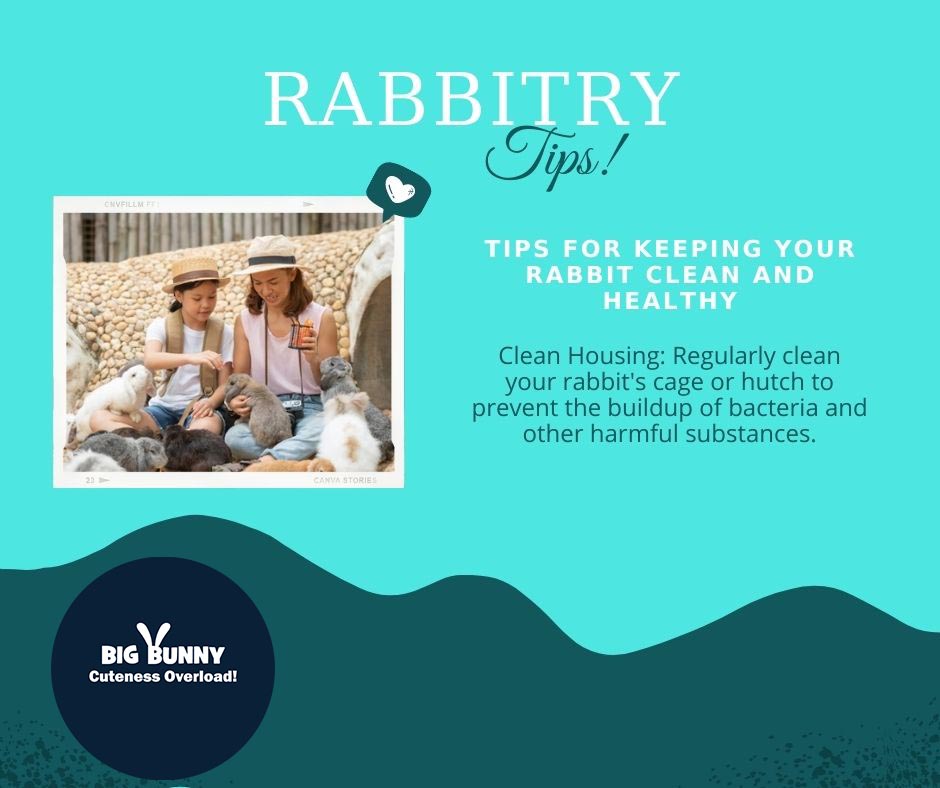 bigbunny2023's tweet image. Rabbitry Tips!
Clean housing: Regularly clean your rabbit's cage or hutch to prevent the buildup of bacteria and other harmful substances.
#RabbitBreeding
#RabbitBreeders
#Rabbitry
#RabbitHusbandry
#RabbitGenetics
#BunnyBreeding
#RabbitShow