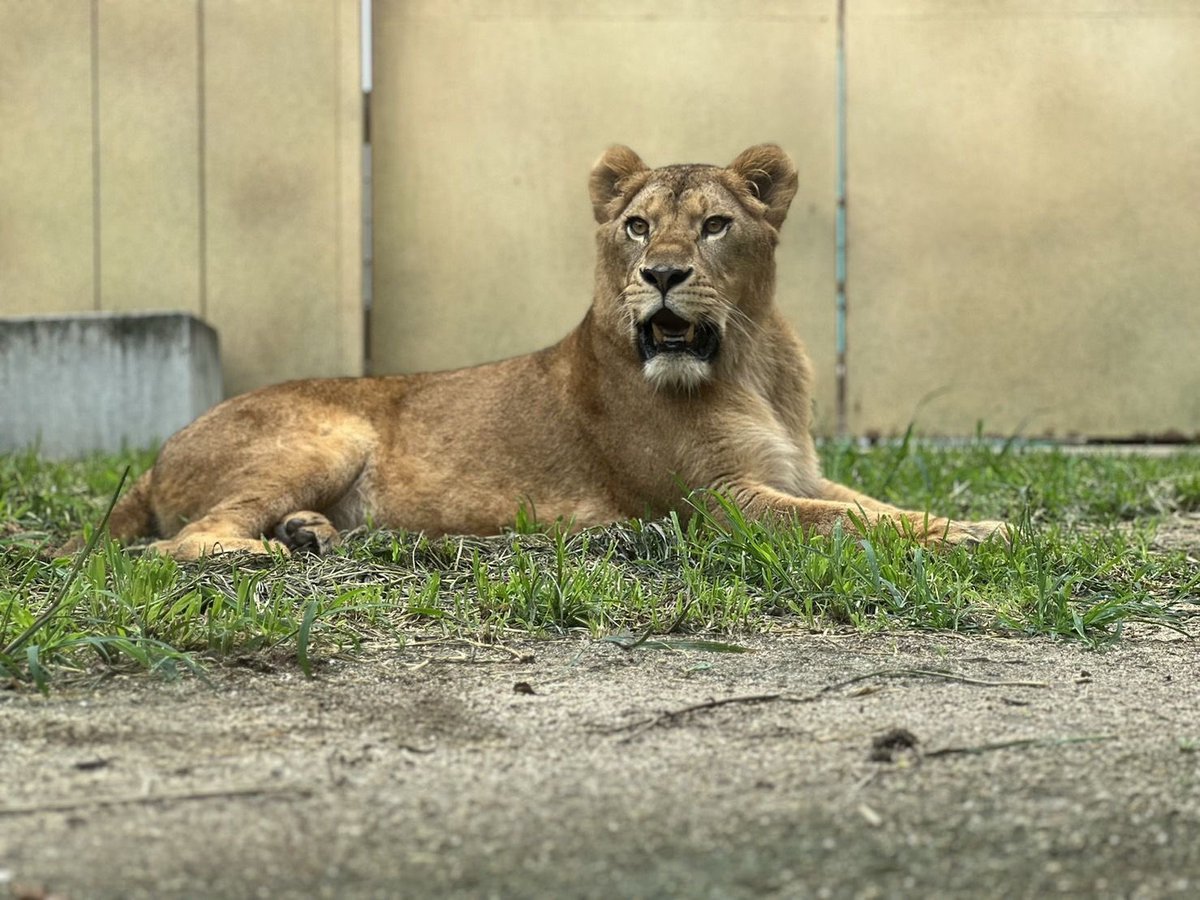 本日慣らし展示2日目の新メンバーのライオン3頭の様子です🦁 トーゴと