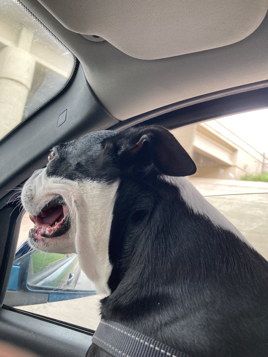 aricstotle's tweet photo. @thekjohnston This rascal loves it outside water and AC after walks. He’s wearing tuxedo in 90 degrees weather, windows ALWAYS down 🪭🪭 #BostonTerrier #water #cool #AC2023 #humansbestfriend https://t.co/uBKQf7Bh43