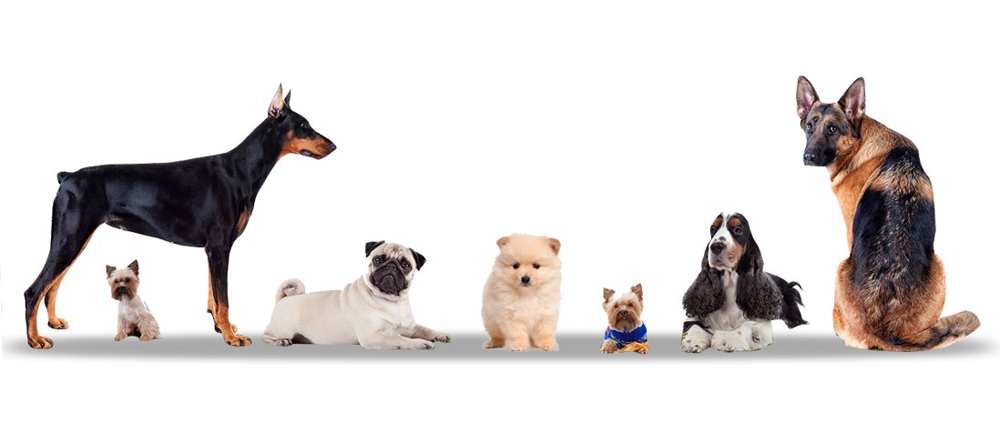 Dog Pal tweet media