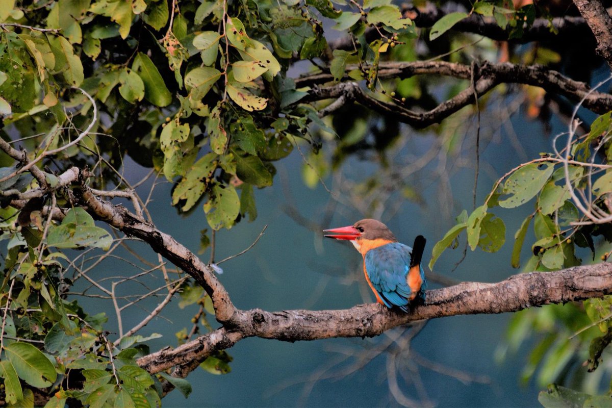 Stork - billed Kingfisher 
#VIBGYORinNature #kingfisher #birdphotography #birding #birds #IndiAves @IndiAves