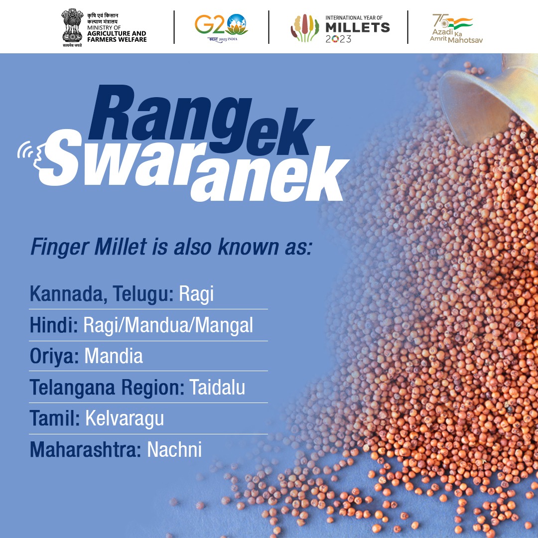 Finger Millet is also known as Ragi, Mandua, Nachni, Mangal, Mandia, Taidalu and Kelvaragu in different parts of India. Finger millet is packed with a range of nutrients that can do wonders for your overall well-being.

#IYM2023 #YearofMillets #ShreeAnna