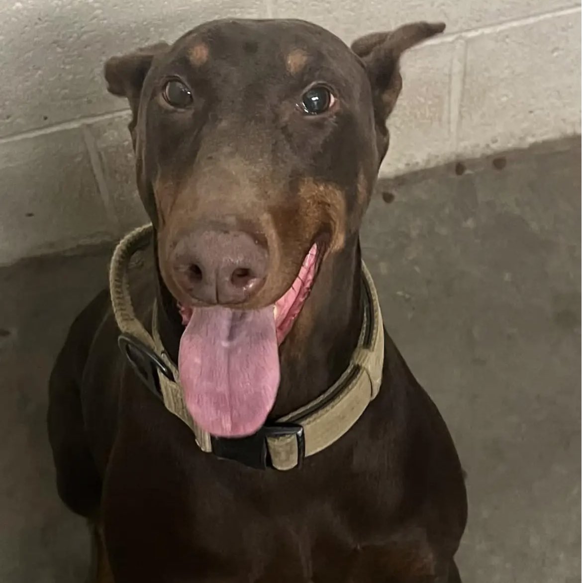 NovaNiteFN's tweet photo. If I get 6 likes I will adopt this dog from my local animal shelter https://t.co/1jvOple0x4