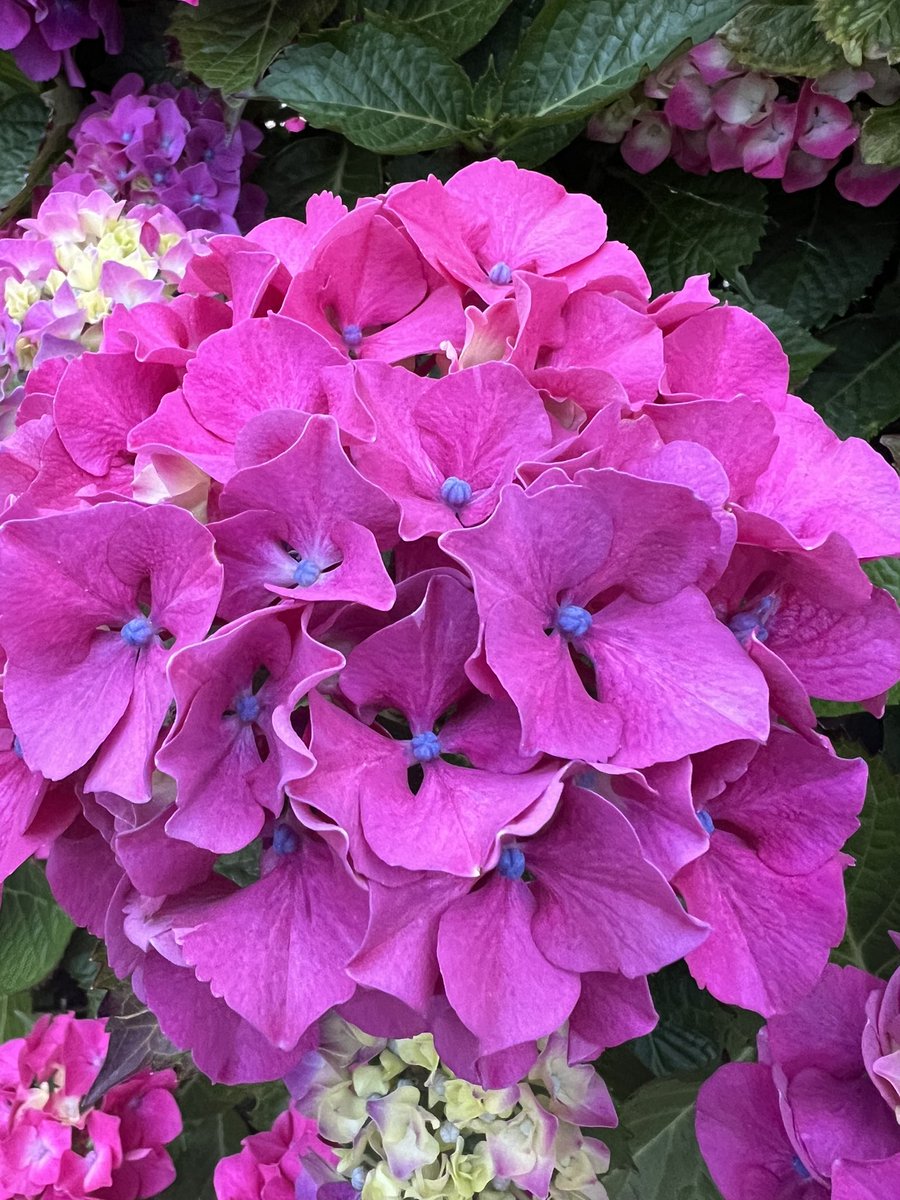 sushiwrites.eth tweet media