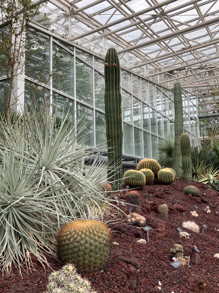 なんだか視線を感じると思ったら… 大温室の乾燥地植物室で、柱サボテン
