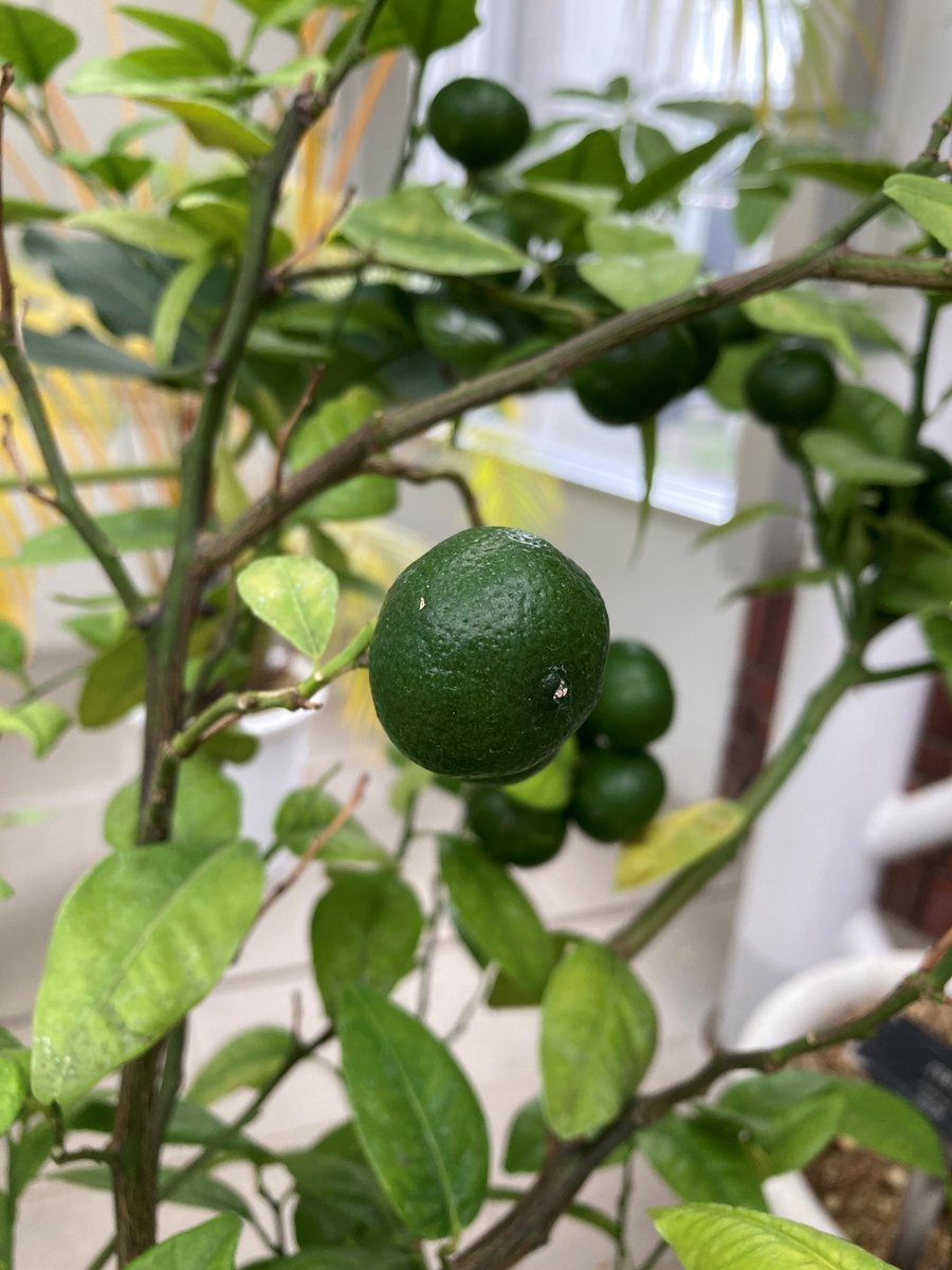 神代植物公園 ニュース on Twitter "Okinawan Citrus Fruit is growing at Large
