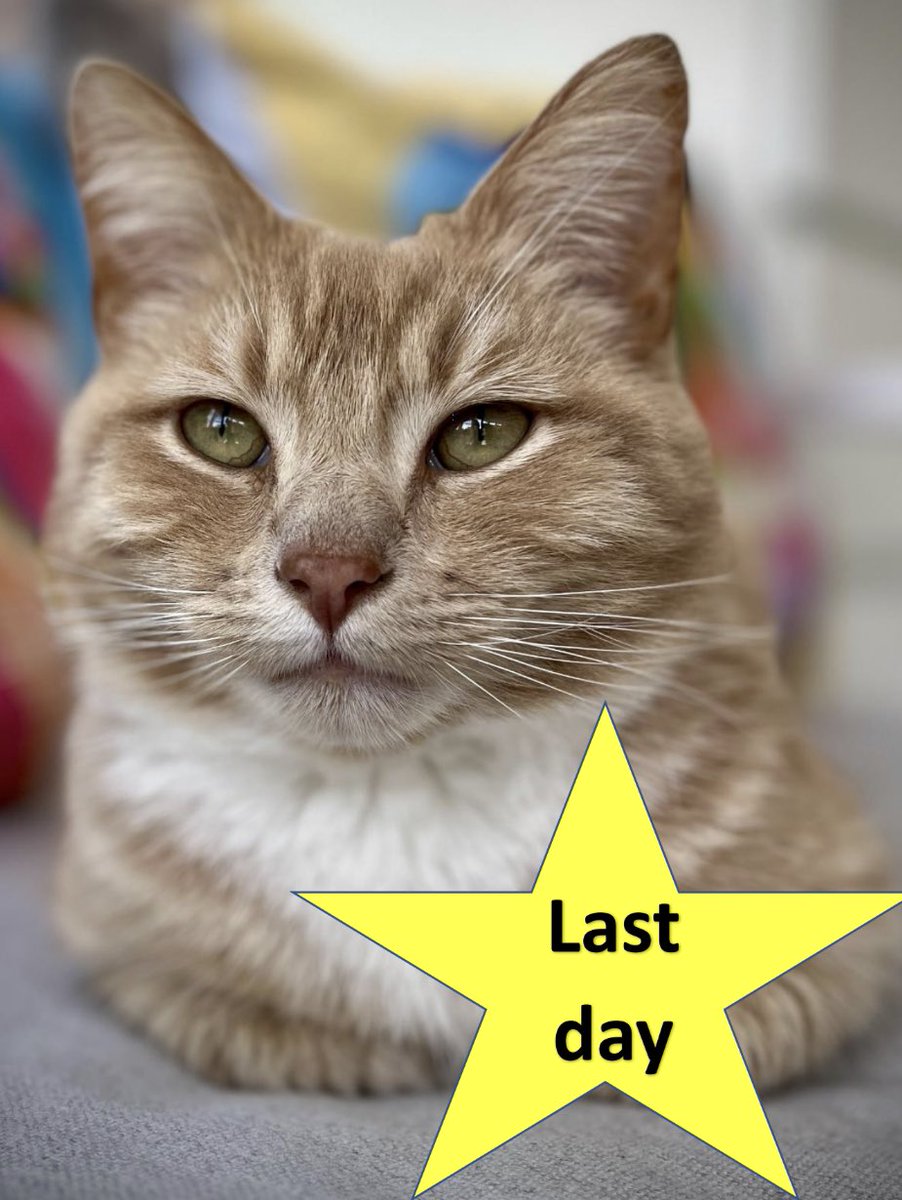 erics_escapades's tweet photo. Morning all , it’s here folks - voting ends 12 o’clock midday ….. thank you again, so much for the support and votes !!🧡Link to vote ⏩️ https://t.co/RtZsXvBk1p

#catsprotection #adoptdontshop #catsoftwitter #voteeric #whiskerwednesday  #rescuecat #cats #catsontwitter https://t.co/2q8JPA0F7G