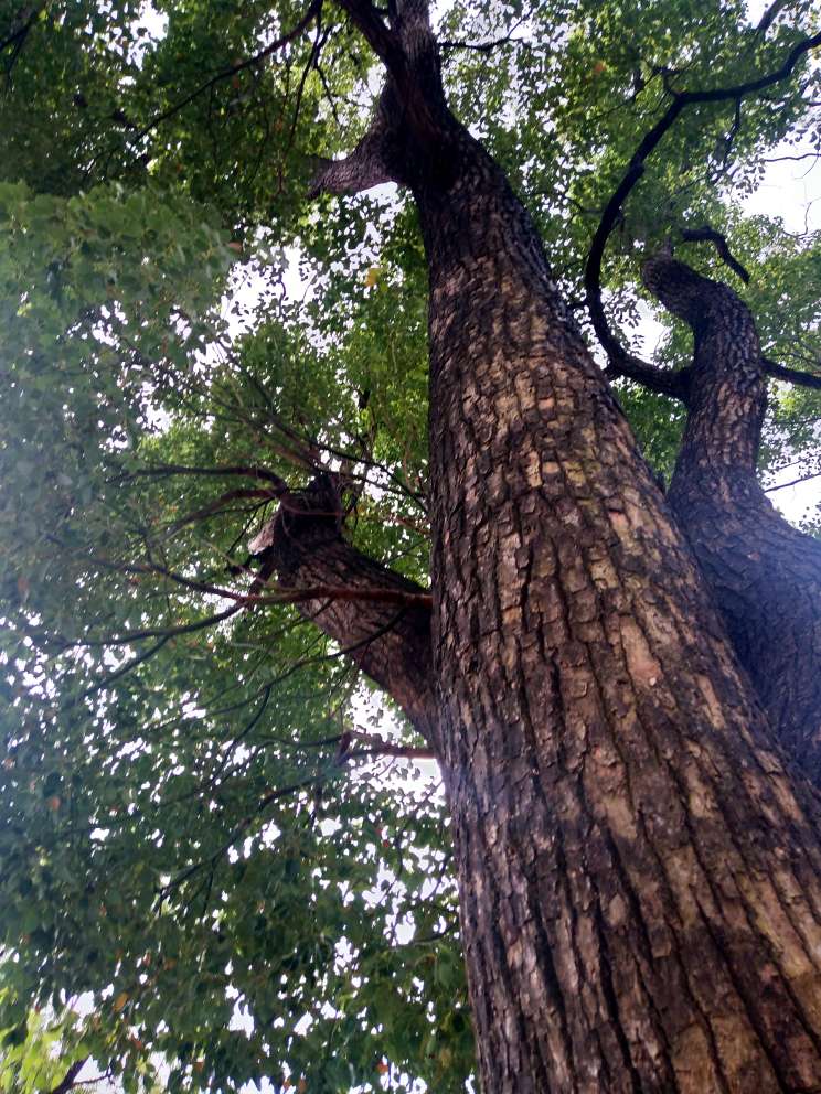iGuangdong's tweet photo. 🌳🌳Ancient trees witness a place's history and development. South China's #Guangdong province is home to 84,390 ancient trees, including 761 trees that are over 500 years old. Additionally, 17 ancient tree parks will be built this year.💚 #EcoGD @GreenChina2030 https://t.co/m0qN4StSgf