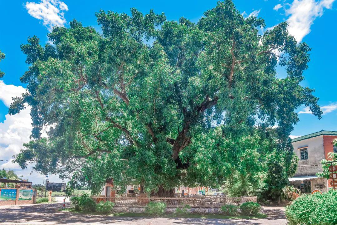 iGuangdong's tweet photo. 🌳🌳Ancient trees witness a place's history and development. South China's #Guangdong province is home to 84,390 ancient trees, including 761 trees that are over 500 years old. Additionally, 17 ancient tree parks will be built this year.💚 #EcoGD @GreenChina2030 https://t.co/m0qN4StSgf