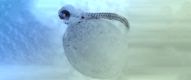 JDBMDPI's tweet photo. 📣A new #TitleStory "The Presence of Two #MyoD Genes in a Subset of Acanthopterygii #Fish Is Associated with a Polyserine Insert in MyoD1" from Dr. Mary E. Pownall et al.

@UniOfYork @LewisJohnWhite @JDBMDPI
📷https://t.co/OeiqwU2XmK
#devbio #mdpiJDB https://t.co/2XEsQMVDx8
