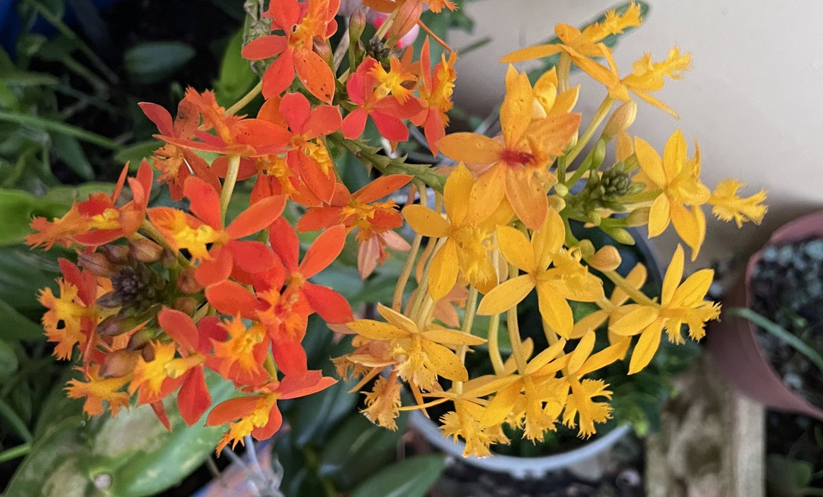 Beautiful display in my potplant garden…colorful way to start my day