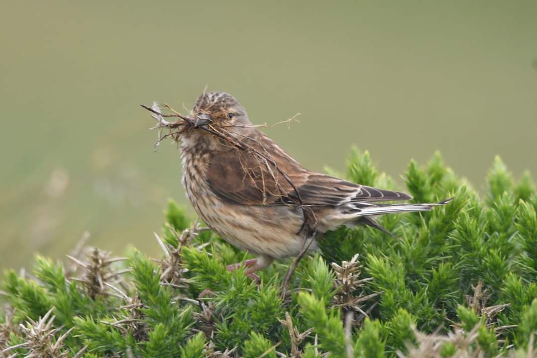 Linnet 
Bude Cornwall 〓〓 
#wildlife #nature #lovebude 
#bude #Cornwall #Kernow #wildlifephotography #birdwatching
#BirdsOfTwitter
#TwitterNatureCommunity
#Linnet