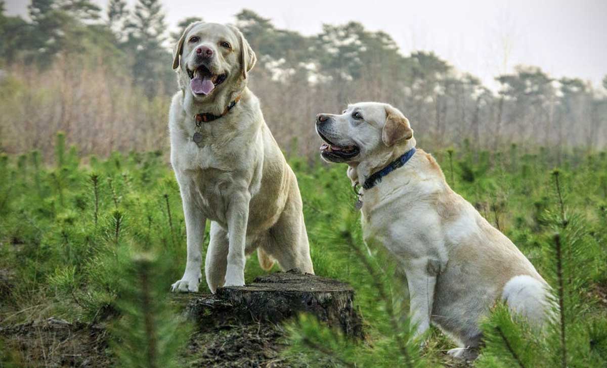 Just like humans, dogs deserve ethical treatment and responsible ownership. Let's create a world where every dog is loved, cared for, and given a chance to thrive. 🐾 #DogEthics #ResponsibleOwnership #AdoptDontShop #TheBestPetDogs #BestDogs
thebestpetdogs.blogspot.com/2023/06/ethics…