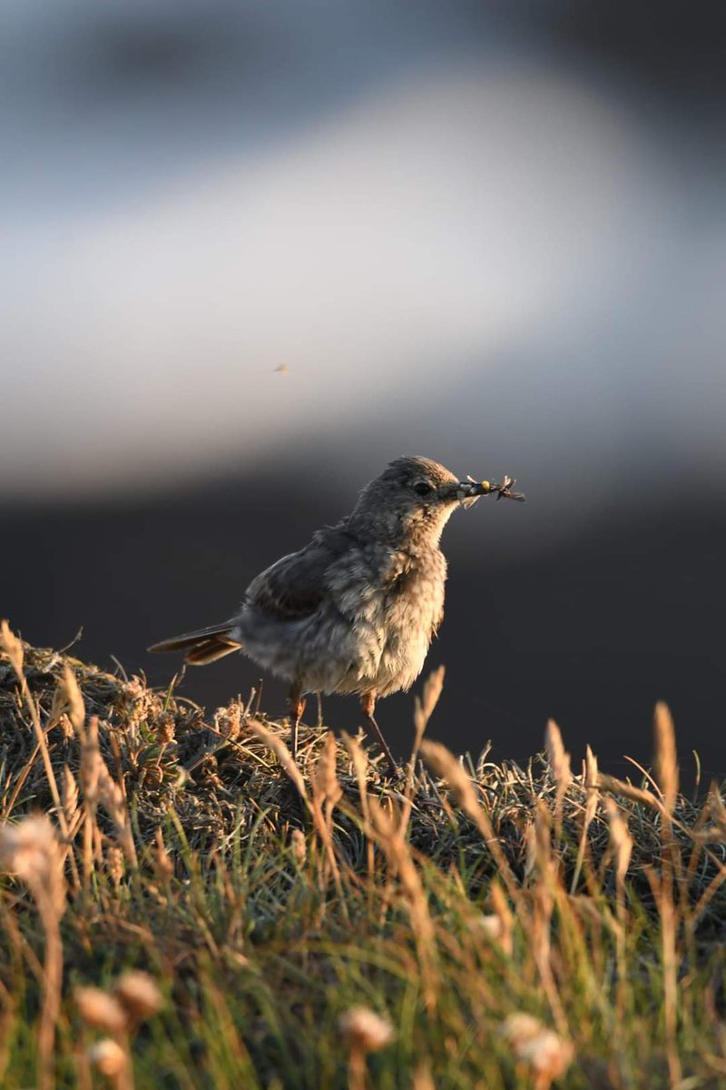 Rock Pipit 
Bude Cornwall 〓〓 
#wildlife #nature #lovebude 
#bude #Cornwall #Kernow #wildlifephotography #birdwatching
#BirdsOfTwitter
#TwitterNatureCommunity
#rockpipit