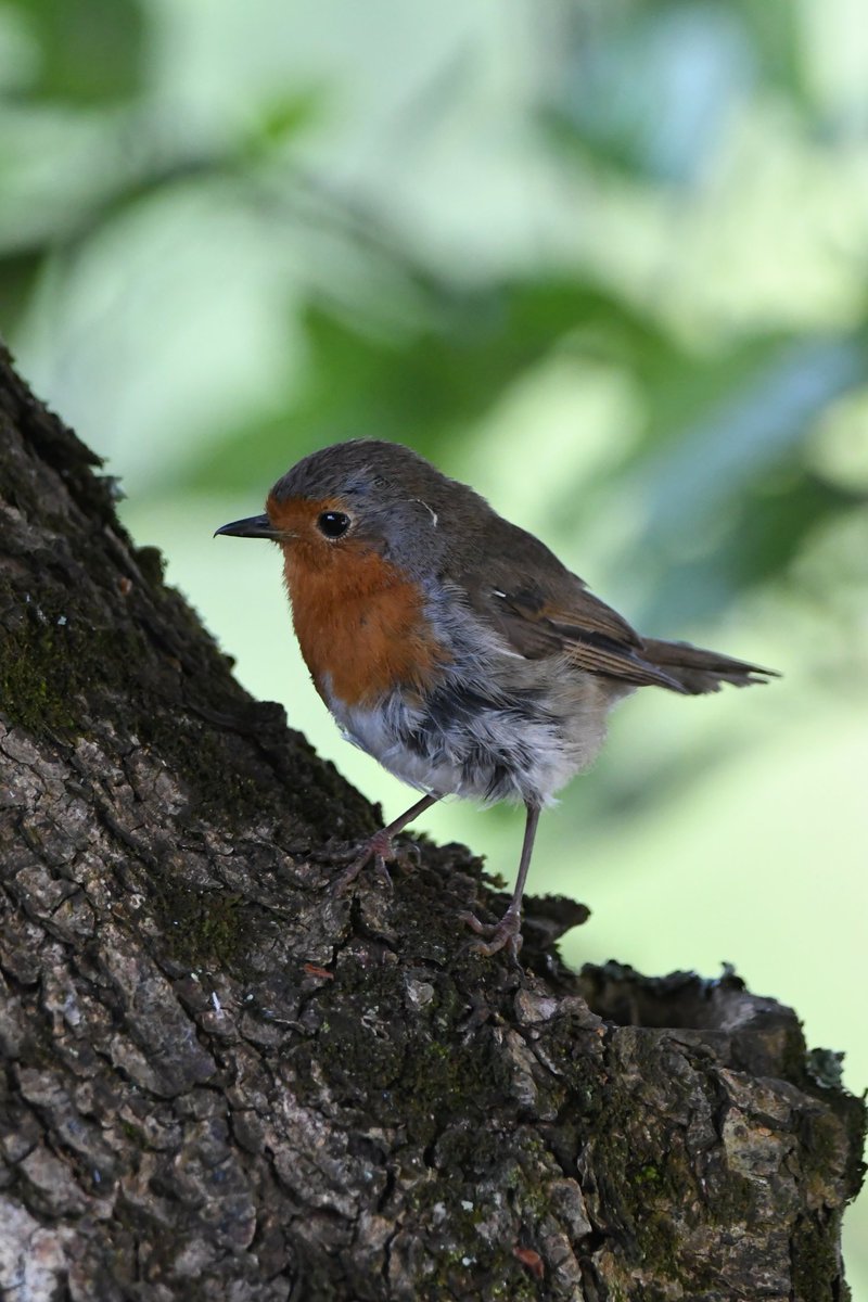 Robin 
Bude Cornwall 〓〓 
#wildlife #nature #lovebude 
#bude #Cornwall #Kernow #wildlifephotography #birdwatching
#BirdsOfTwitter
#TwitterNatureCommunity
#Robin