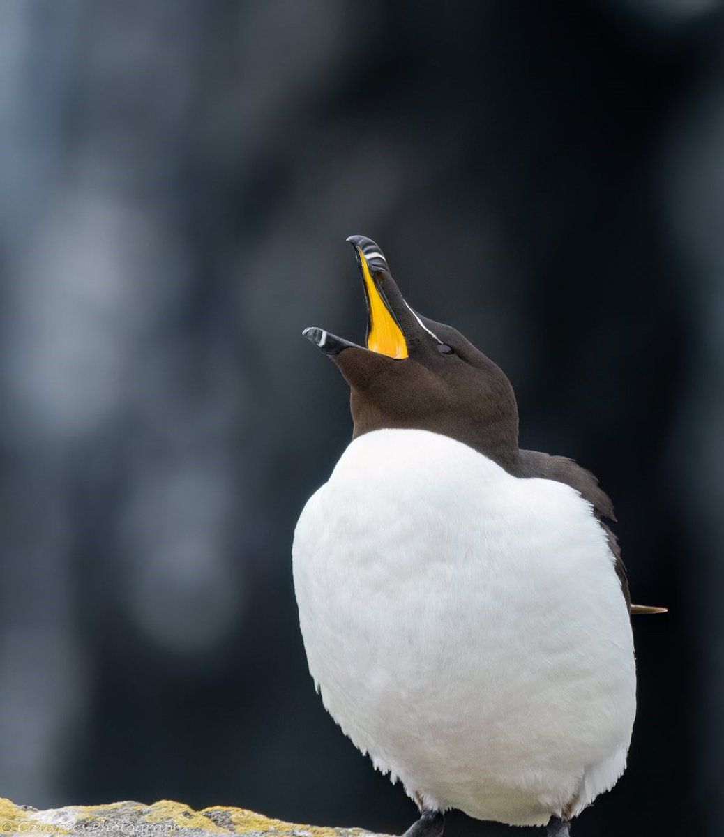 We couldn’t resist this stunning image for today’s #FridayFeature. Thanks to 
callypics photography for sharing this razorbill from a trip to the Isle of May NNR.

If you'd like a chance to feature across our channels, tag us or use #NatureScot

📷 @CarolineLawrie4