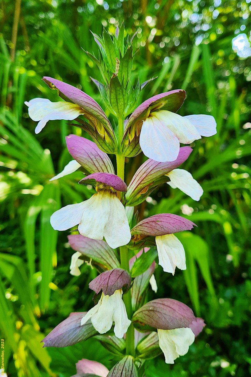LorenzoGarciaCe's tweet photo. Los acantos, Acanthus mollis, están en plena floración en el Parque de El Capricho, Madrid.
Junio de 2023
#garcellor #acanto #acanthusmollis #floresdeverano #elcapricho #fotosconmovil https://t.co/oIwEuUCWYe
