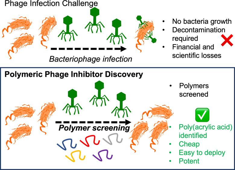 nanocarbproject's tweet photo. Our ESR @SayyadSays from @LabGibson co-authored a new paper in the Journal of the American Chemical Society @J_A_C_S showing that anionic polymers can prevent phage infection in bacterial cultures!
➡️https://t.co/vU5bh9xxus https://t.co/qiQ52uMN6i