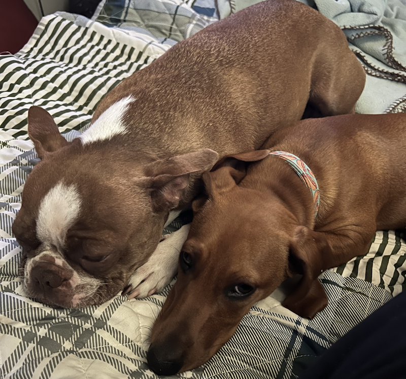 dragonblogger's tweet photo. Kiwi and Heinz relaxing together #dogs #petsofdragonbloggers https://t.co/QaeRJP87NG