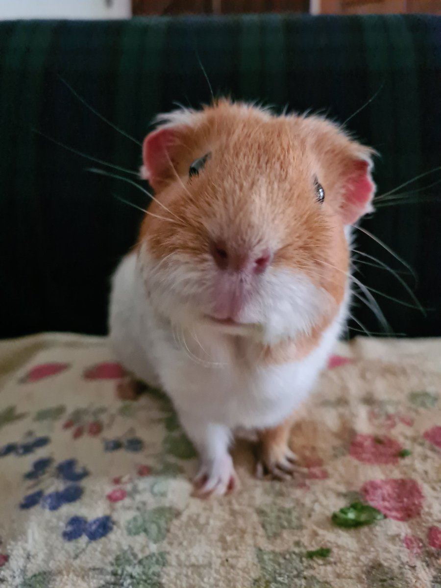 Mark Young tweet media