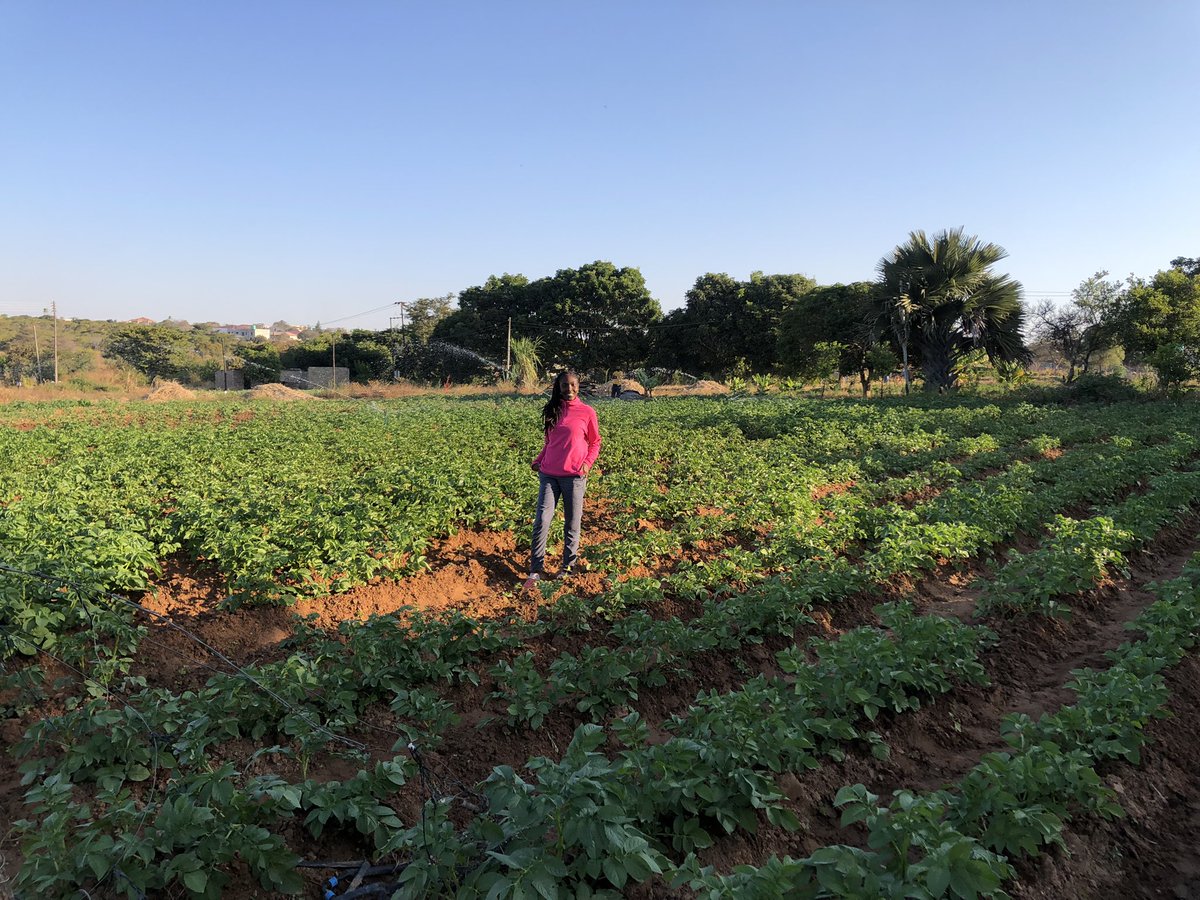 youragropreneur's tweet image. I’m a small scale farmer. My business model is centered on maximizing profits by implementing commercial farming practices. I FEED my plants. Being small scale doesn’t mean forcing things and struggling. Be strategic and it will pay.