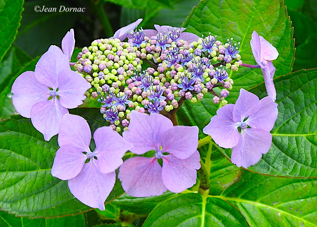 JeanDornac's tweet image. Superbe hortensia qui est en train de se développer et montre du coup diverses facettes de la plante en croissance... #superbe #hortensia #développer #diverses #facettes #croissance #rive #léguer #Lannion #CôteArmor #Bretagne #France