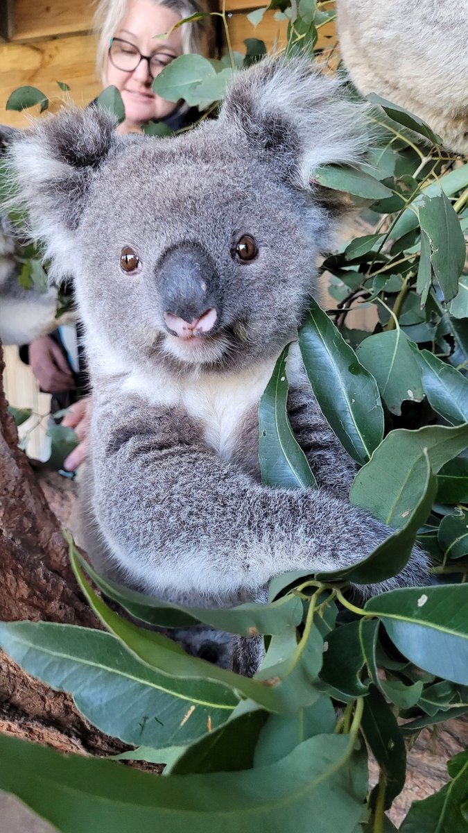 HoggCarolyn's tweet photo. Great day at Symbio Wildlife Park chatting threatened species conservation with @NSWDPE &amp; Symbio team - awesome new facilities for turtles &amp; frogs!! Thanks @TSCommissioner. Got to meet a couple of fur balls too!! @Sydney_Science @Hollyvnelson @KathyBelov @ThreatenedSpGen https://t.co/bkvDUH81ye