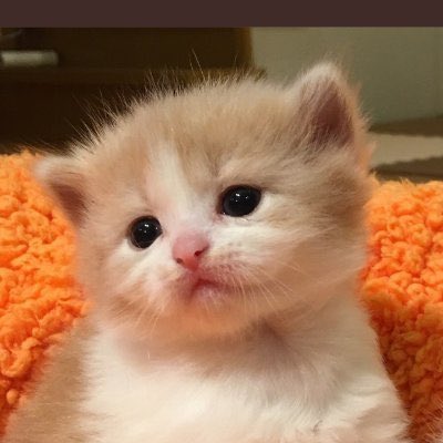 innojr_'s tweet photo. Ukishaanza kupenda mishangazi tu basi umeingia kwenye ulevi kama ulevi mwingine tu. 😒😒 https://t.co/SeNXlItgcP
