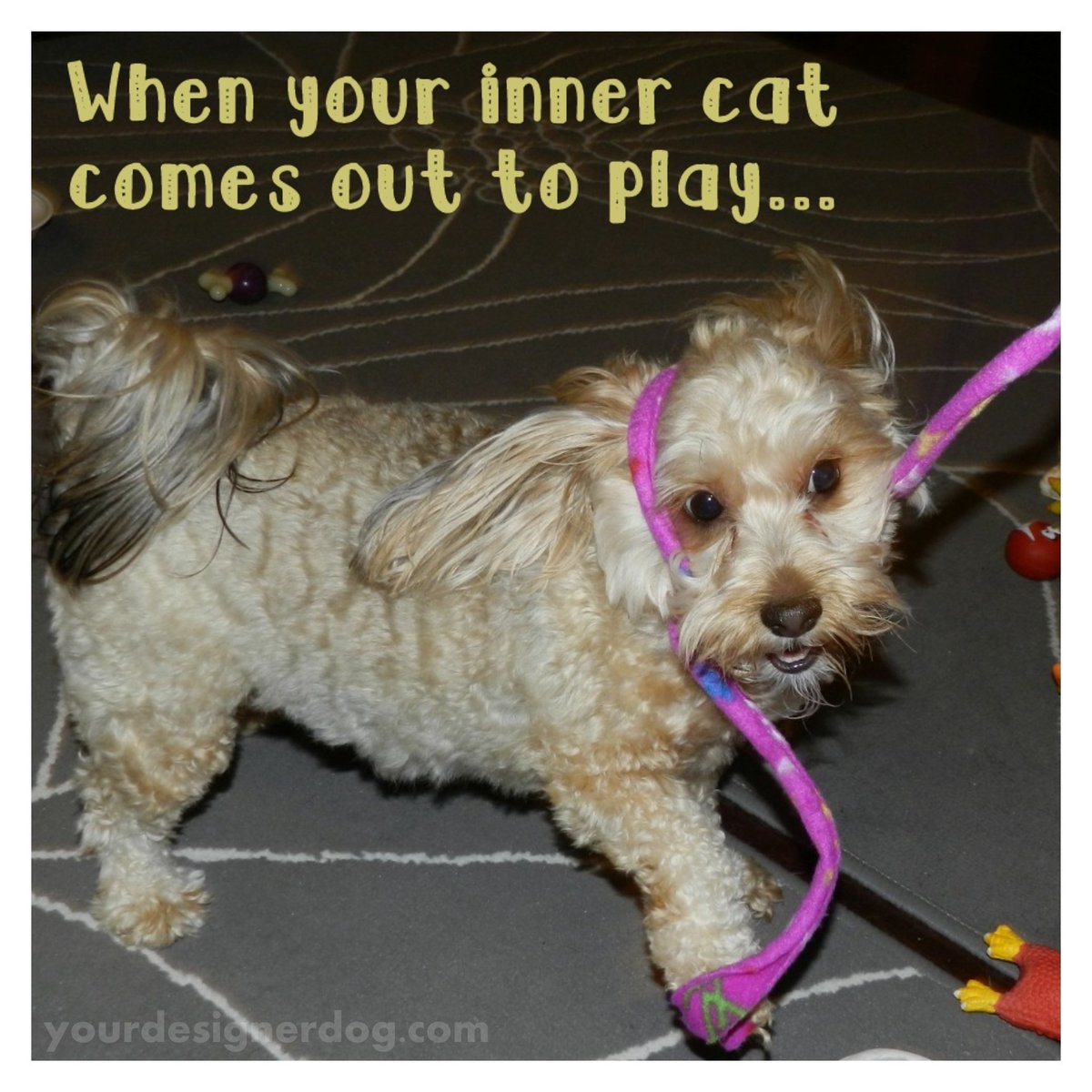 #Sadie the Cat? is.gd/bZtytg #blog #cattoy #cute #designerdogs #dogs #exercise #heart #love #pets